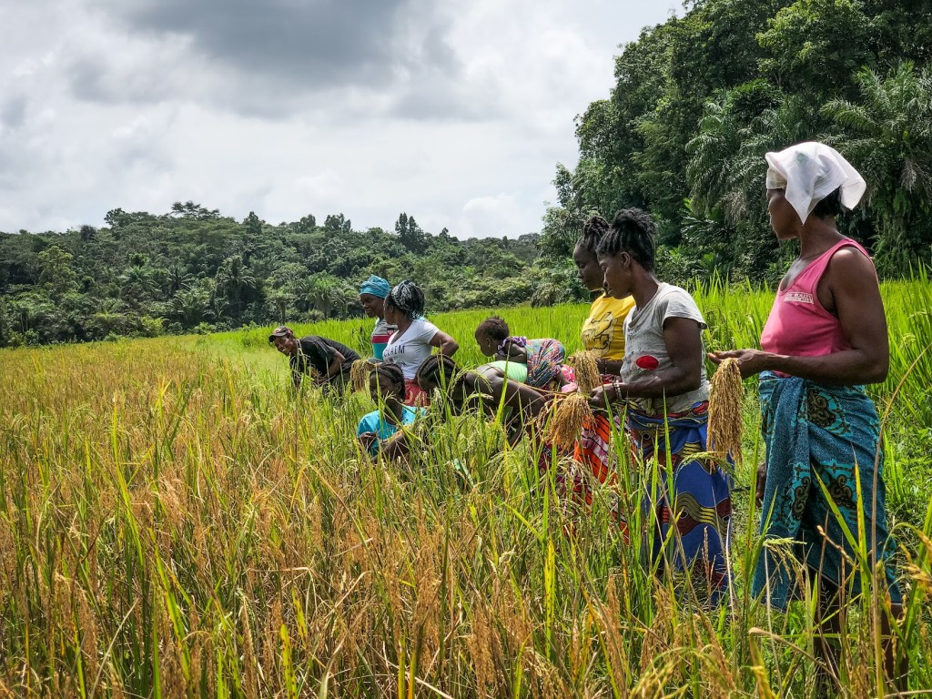 Women farmers in a UN World Food Programme community project in Liberia
